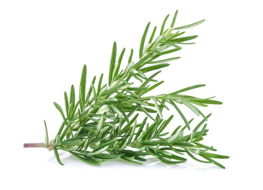 Rosemary fresh quality product supplier Maldives