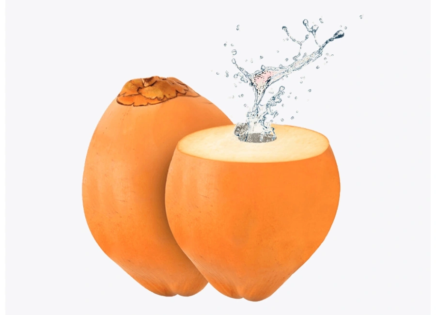 King Coconut fresh quality product supplier Maldives