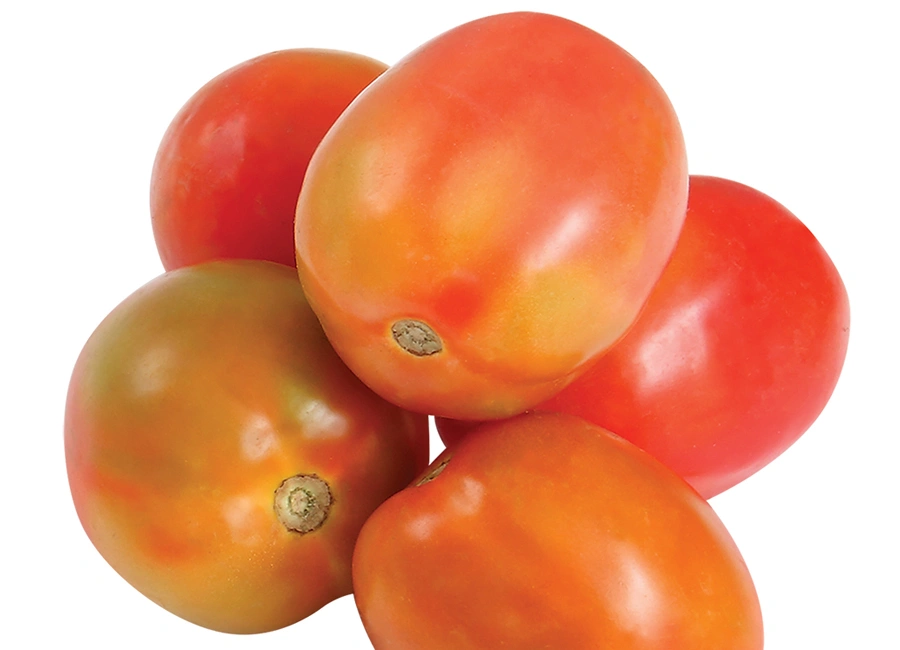 Tomato Sri lanka fresh quality product supplier Maldives