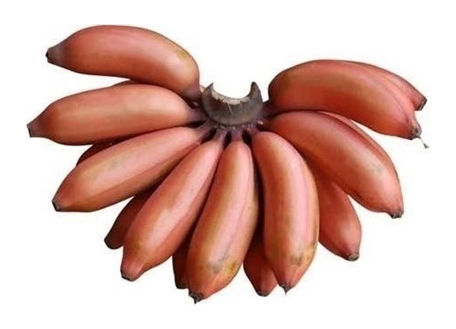 Red Banana fresh quality product supplier Maldives